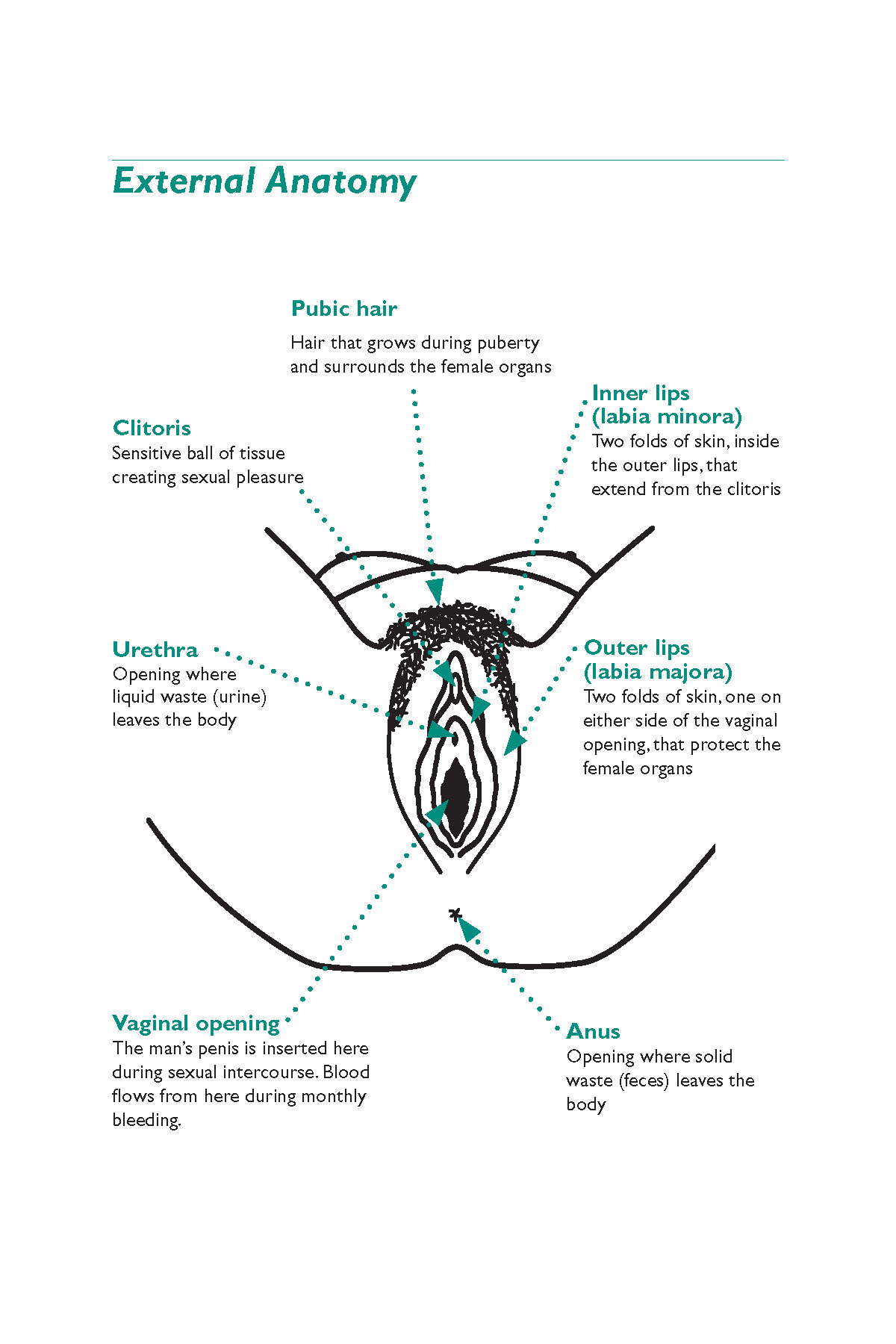 External Anatomy Family Planning